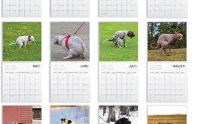 Dog Pooping Calendar 2025, 12 x 12 inch, Funny Gift, White Elephant, Gag Gift, Secret Santa